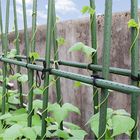 Зеленый пластиковый покрытый кол сада металла 60cm для поддержки завода